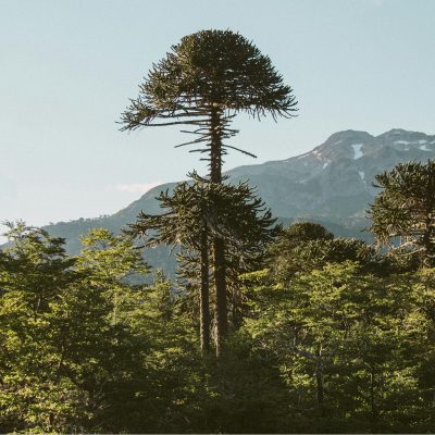 Forestal