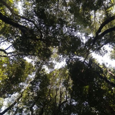 manejo-de-bosque